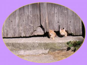 chatons-roux-en-medaillon.jpg