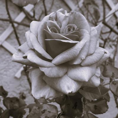 Rose pour darling
