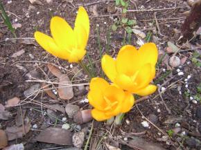 crocus-003.jpg