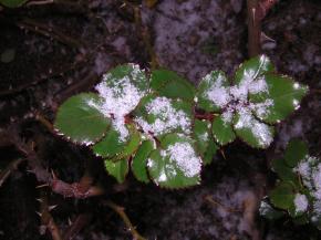 jardin-sous-la-neige-007.jpg