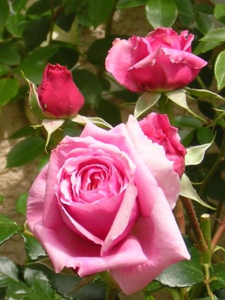 rose-1.jpg