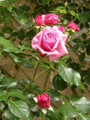 rosiers-rose-2.jpg